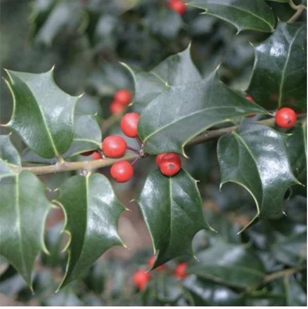 Dragon Lady Holly 10G