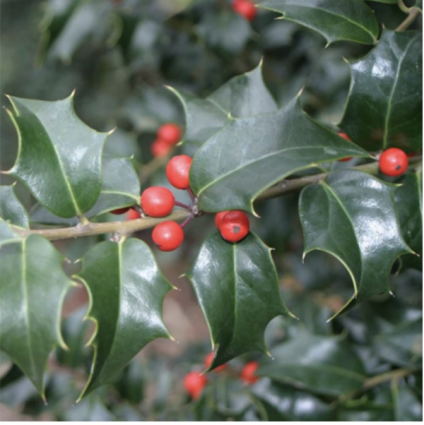 Dragon Lady Holly 10G