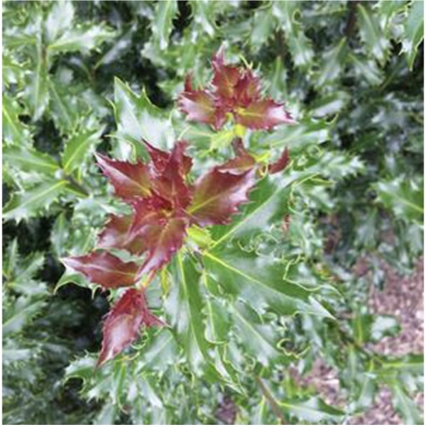 Mademoiselle Holly 3-5G