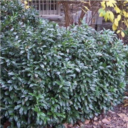 Chestnut Hill Laurel 3-5G