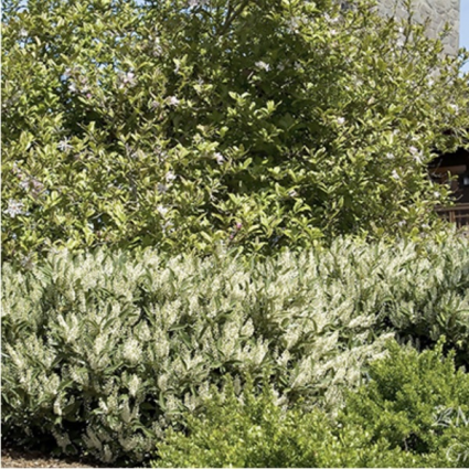 Otto Luyken Laurel 3-5G