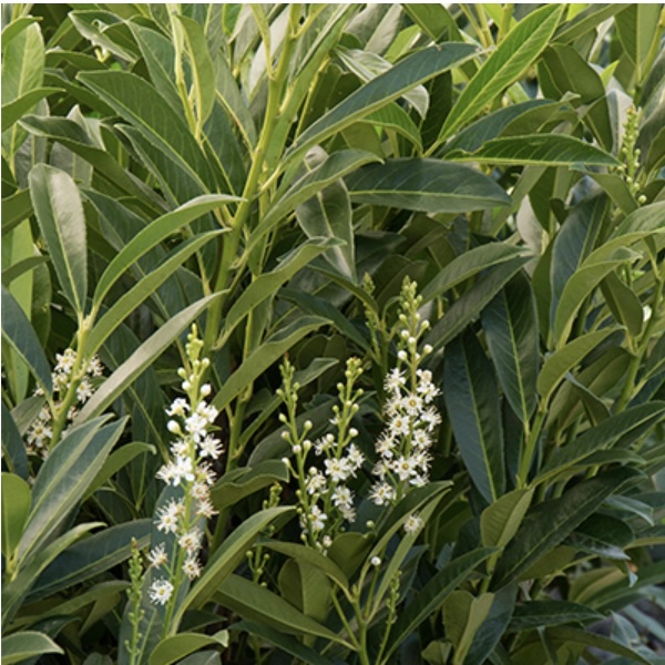 Schip Cherry Laurel 30"