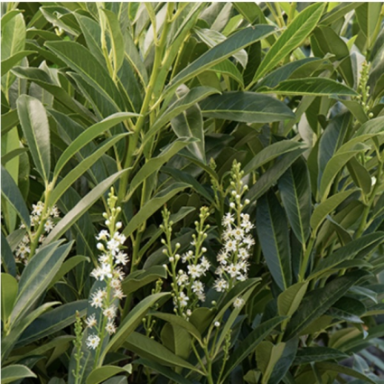 Schip Cherry Laurel 30"