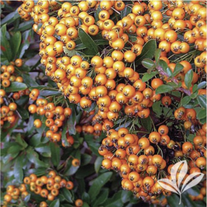 Gnome Pyracantha 3-5G