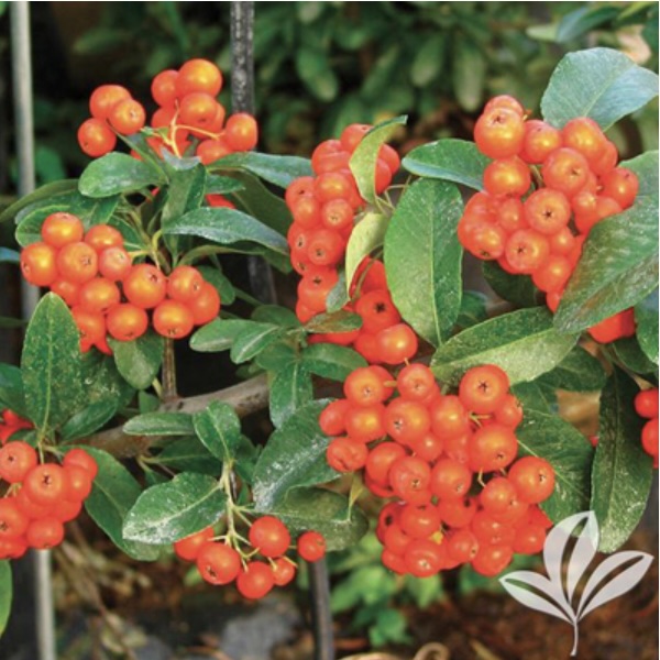 Mohave Pyracantha Staked 3-5G