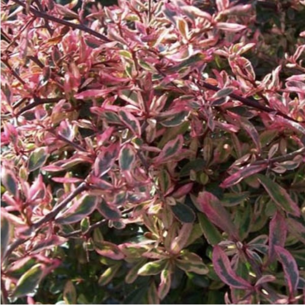 Silver Lining Pyracantha 3-5G