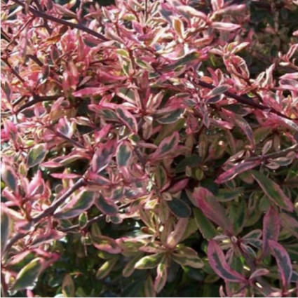 Silver Lining Pyracantha 3-5G