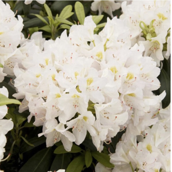 Cat Album Rhododendron 3-5G