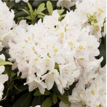 Cat Album Rhododendron 3-5G