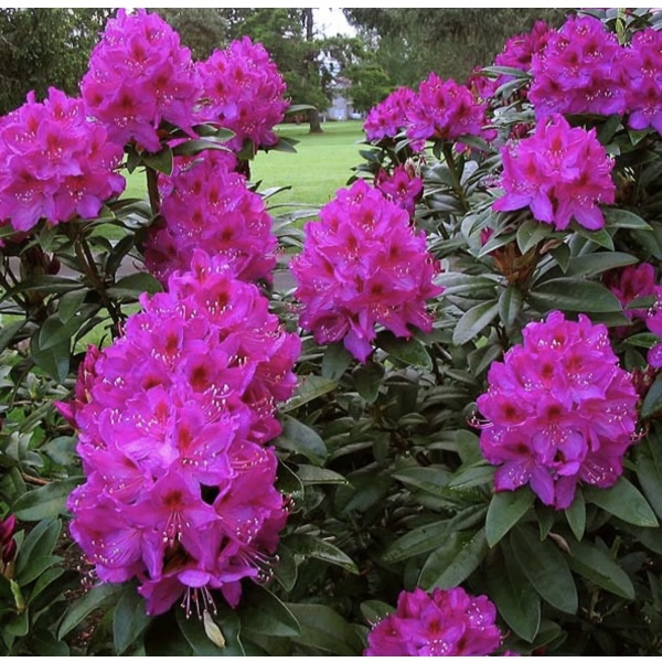 Anah Kruschke Rhododendron18"