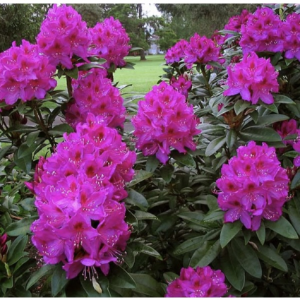 Anah Kruschke Rhododendron18"