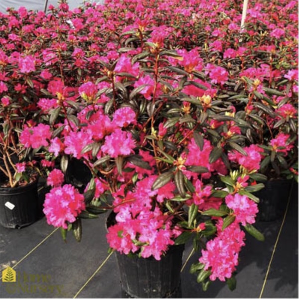 Landmark Rhododendron 3-5G
