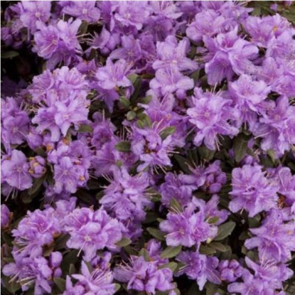 Purple Gem Rhododendron 2G