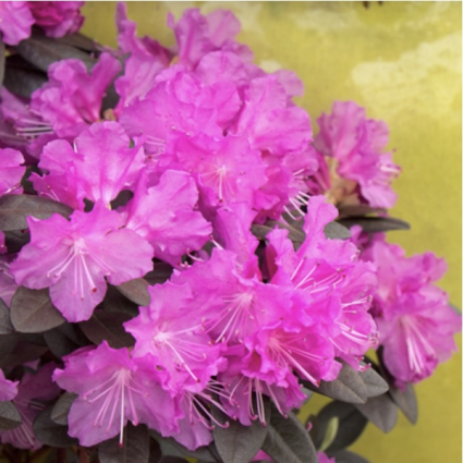 P.J.M. Elite Rhododendron 3-5G