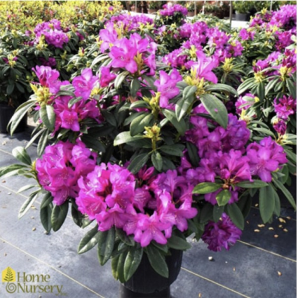 Purple Passion Rhododendron 5G