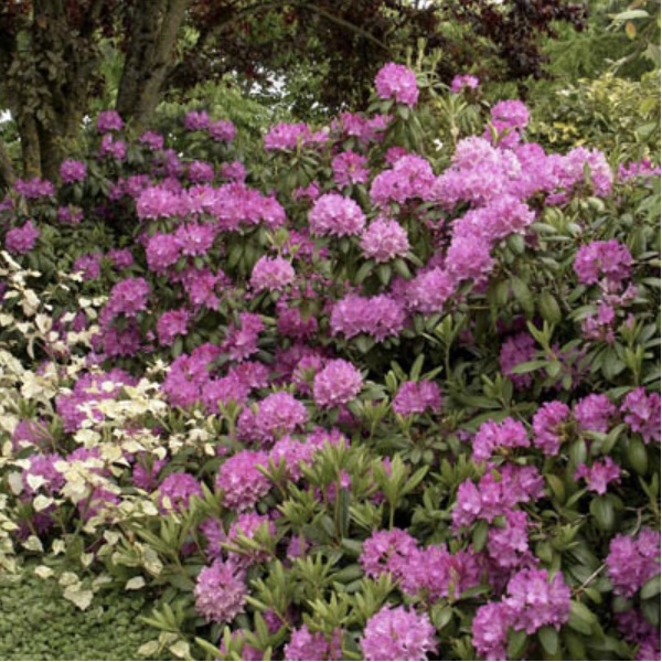 Roseum Elegans Rhododendron 18"