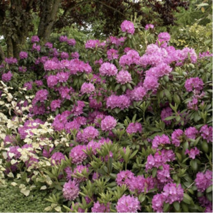 Roseum Elegans Rhododendron 18"