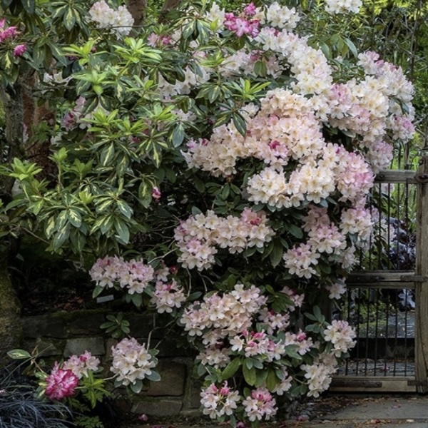 'Percy Wiseman' Rhododendron 18"
