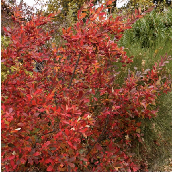 Brilliantissima Chokeberry 3-5G