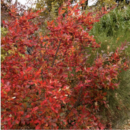 Brilliantissima Chokeberry 3-5G