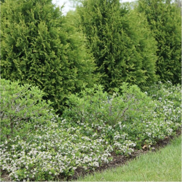 Ground Hug Chokeberry 3-5G