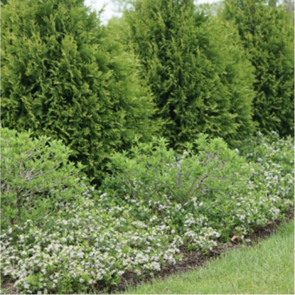 Ground Hug Chokeberry 3-5G