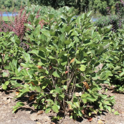 Low Scape Hedger Chokeberry 3-5G