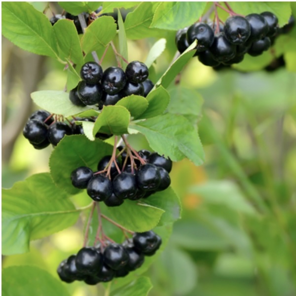 Viking Black Chokeberry 3-5G