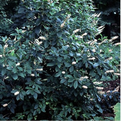 Pink Spire Clethra 3-5G