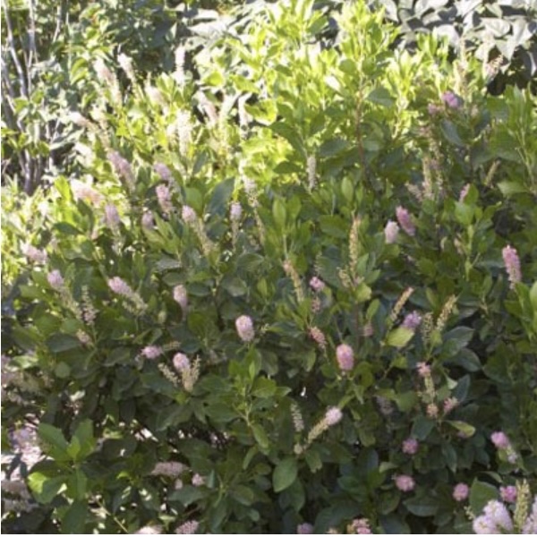 Ruby Spice Clethra 3-5G