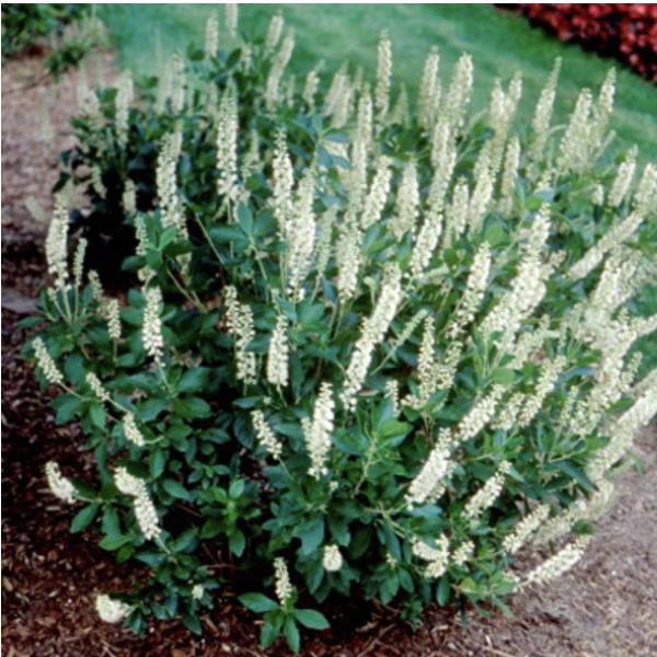 Sixteen Candles Summersweet 'Clethra' 3-5G