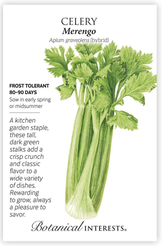 Merengo Celery Hybrid Seeds