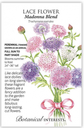 Madonna Blend Lace Flower Seeds