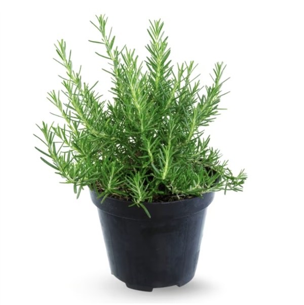Rosemary 6-inch