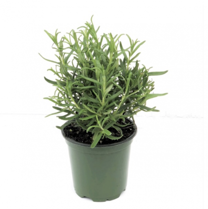 Rosemary 4-inch