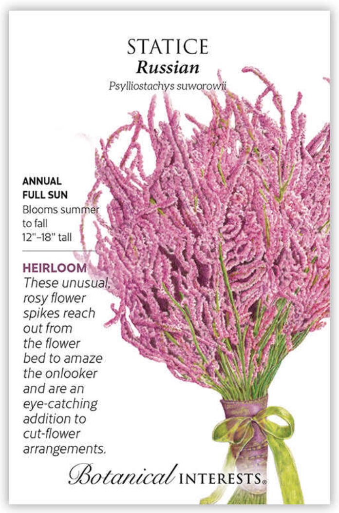 Russian Statice Seeds