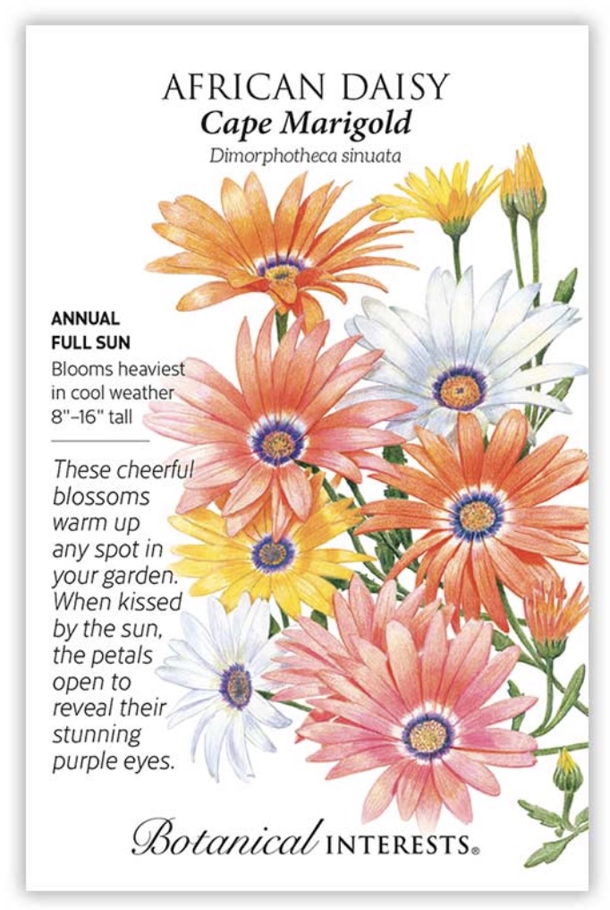 Cape Marigold African Daisy Seeds