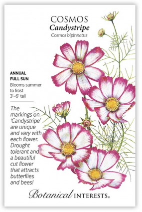Candystripe Cosmos Seeds