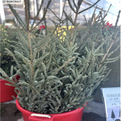 Large Spruce Top Christmas Greenery (4')