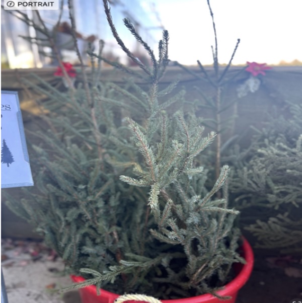 Medium Spruce Top Christmas Greenery (2-3')