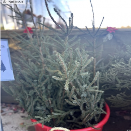 Medium Spruce Top Christmas Greenery (2-3')