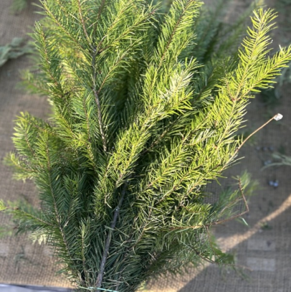 Douglas Fir  Christmas Greenery (Case)