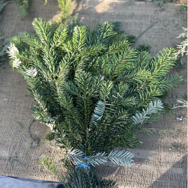 Silver Fir Greenery Tips