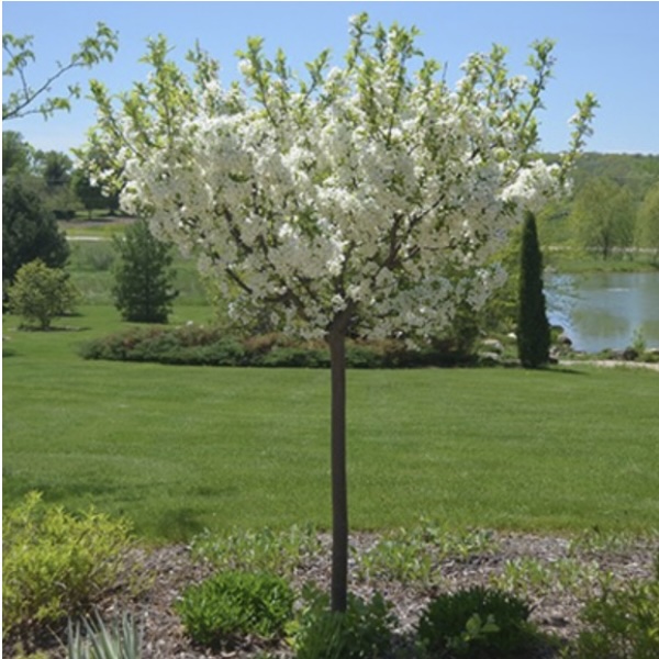 Lollipop Crabapple Tree  1.5"