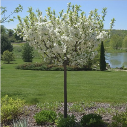 Lollipop Crabapple Tree  1.5"