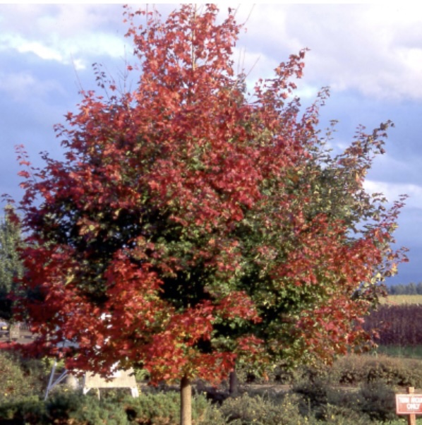 Pacific Sunset Maple 7G