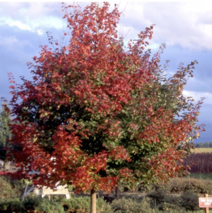 Pacific Sunset Maple 7G