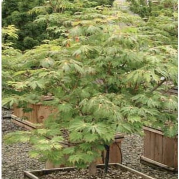 Full Moon Japanese Maple 5G