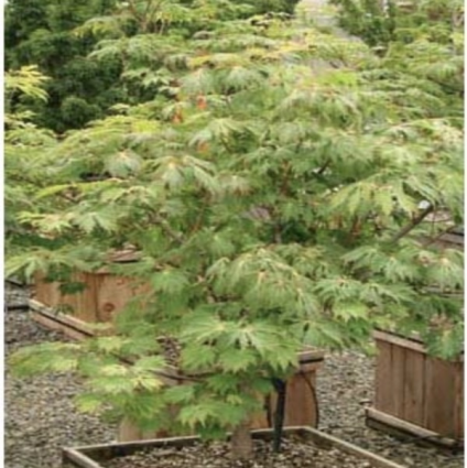 Full Moon Japanese Maple 5G