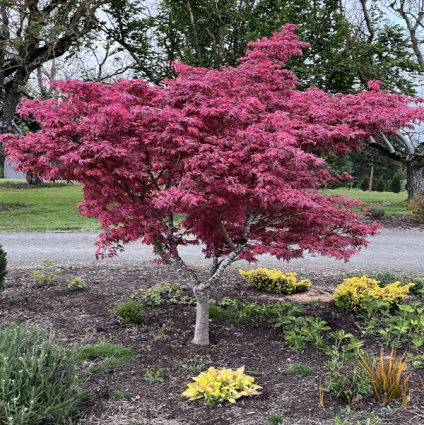 Geisha Gone Wild Japanese Maple 2G